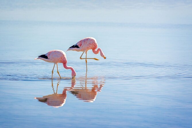 1-Day Tour Altiplanic Lagoons and Piedras Rojas and Laguna Chaxa - The Altiplanic-Mystery Day That Moves Fast, But Not Rushed