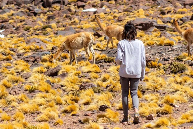 1-Day Tour Altiplanic Lagoons and Piedras Rojas and Laguna Chaxa - Toconao Lunch Break That Keeps You From Running on Empty