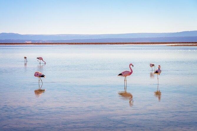 1-Day Tour Altiplanic Lagoons and Piedras Rojas and Laguna Chaxa - 7:00 AM Start, Small Group Comfort, and the 9-Hour Timing Reality