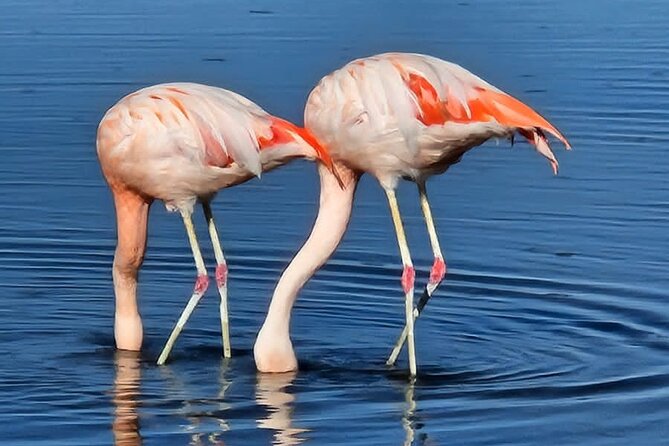 3-Day Tour in San Pedro de Atacama - Lagunas Escondidas de Baltinache: what makes the morning feel different