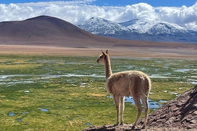 4 Tour in 2 Days, in San Pedro de Atacama - Key things that make this tour work