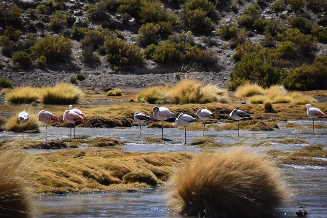 4 Tour in 2 Days, in San Pedro de Atacama - Day 2: Laguna Cejar and the Salar de Atacama (Salty Water Time and Photo Stops)