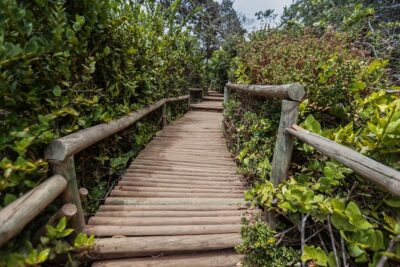 Activity in Fray Jorge National Park