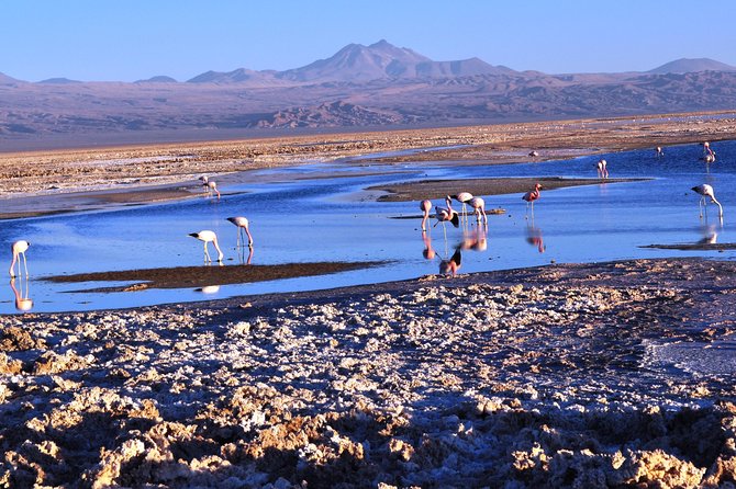 Altiplanic Lagoons & Piedras Rojas Tour from San Pedro de Atacama - A full day across Salar de Atacama, Miscanti and Miñiques, and Piedras Rojas