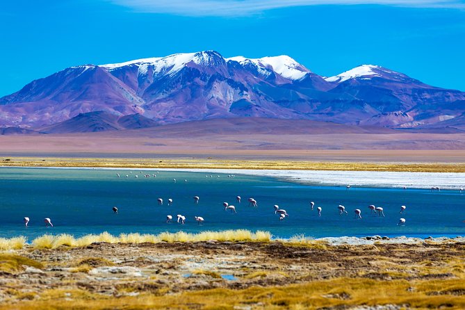 Altiplanic Lagoons & Piedras Rojas Tour from San Pedro de Atacama - Chaxa Lagoon at Los Flamencos National Reserve: flamingos and real wildlife viewing