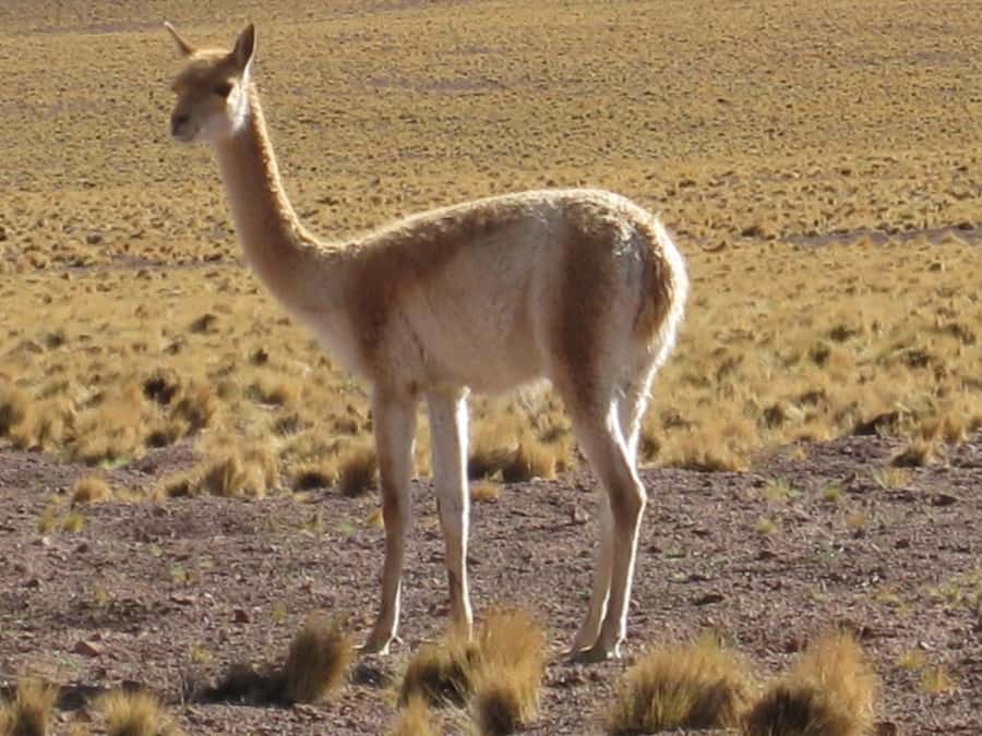 Andean Saltflats full-day with breakfast and lunch - What makes this day trip so interesting, beyond the drive
