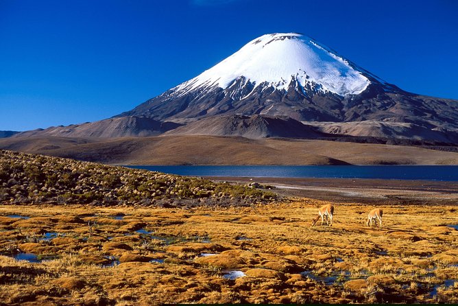 Arica: Full day to Lauca National Park and Chungara Lake, meals included - Timing, group size, and how to handle a long high-altitude day