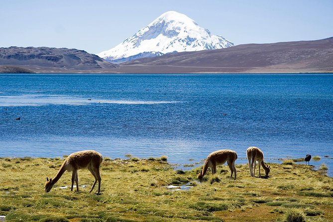 Arica: Full day to Lauca National Park and Chungara Lake, meals included - Price and value: what $160 buys you, and what it doesn’t
