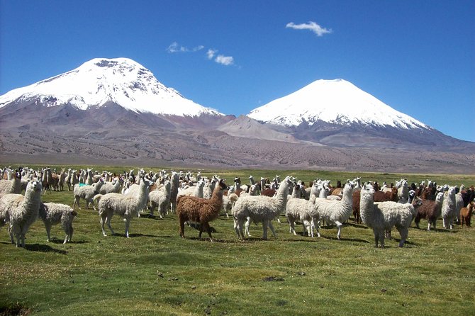 Arica: Full day to Lauca National Park and Chungara Lake, meals included - Parque Nacional Lauca: volcano scenery and Andean wildlife in a short window