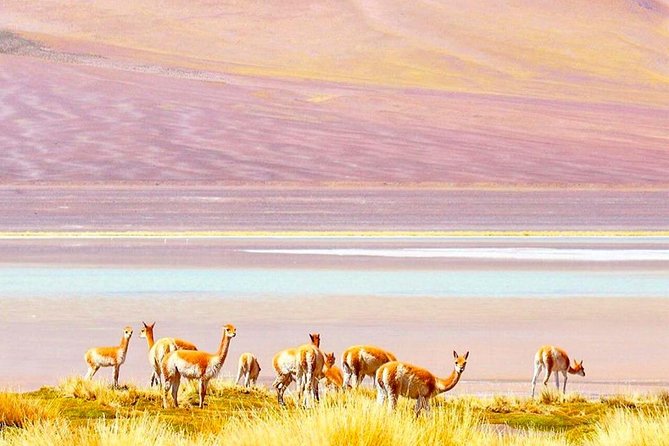 Atacama All inclusive 3 Days / 3 Nights / 3 Tours + Lodging - Should you book this 3-day Atacama package?