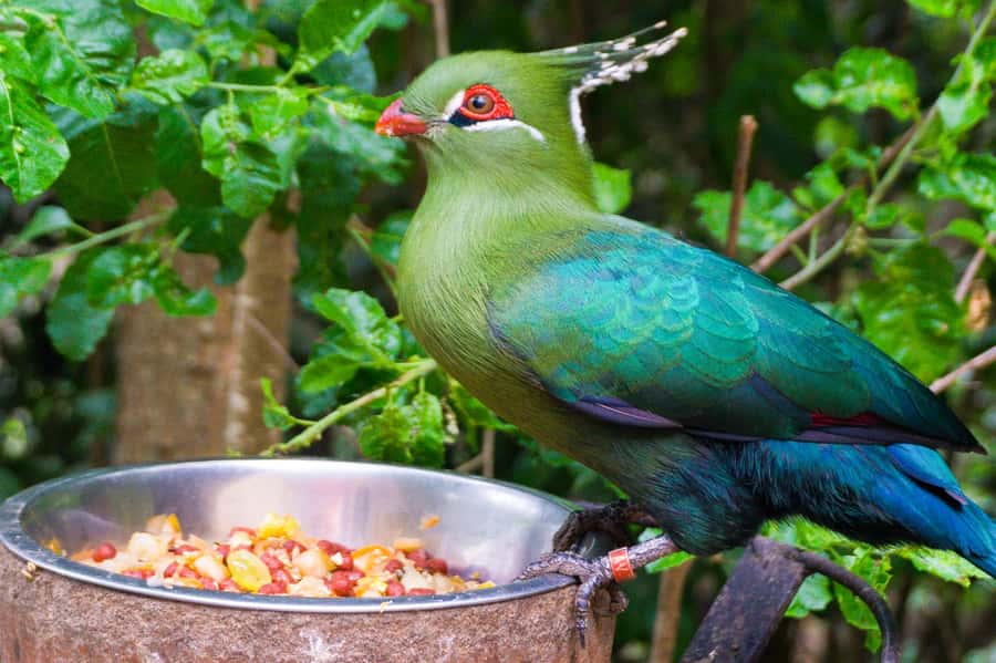Aviary & Tricao Park Tour with Undurraga Wine Tasting - A full day that links Parque Tricao to Viña Undurraga