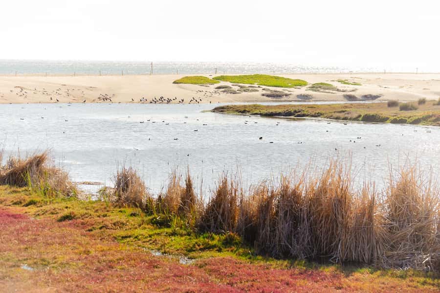 Aviary & Tricao Park Tour with Undurraga Wine Tasting - Humedal Giverny: Monet-style wetlands and real wildlife viewing