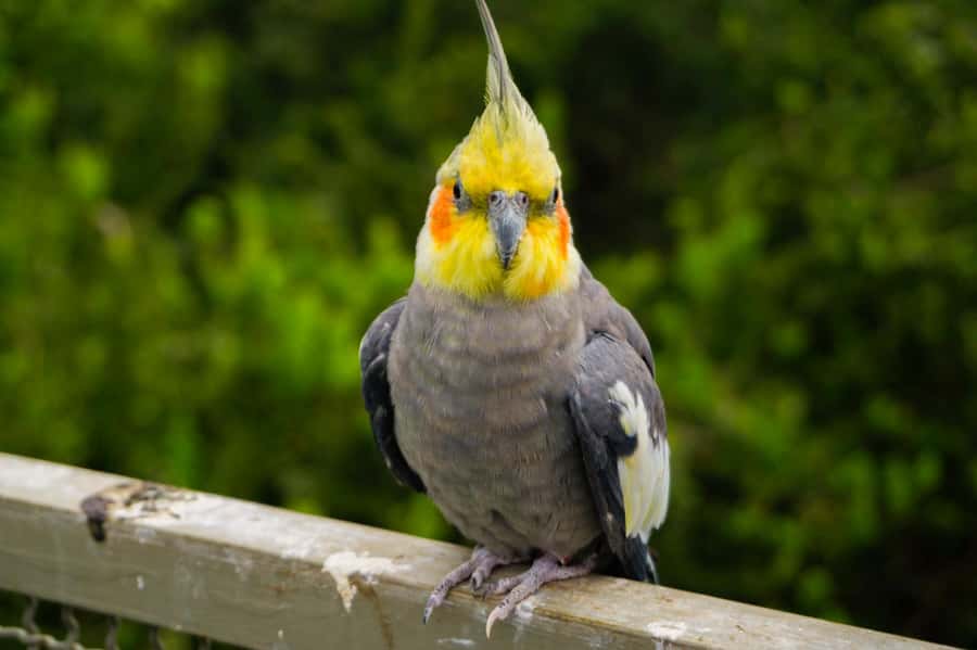 Aviary & Tricao Park Tour with Undurraga Wine Tasting - Midday brunch and how to keep energy up before Undurraga