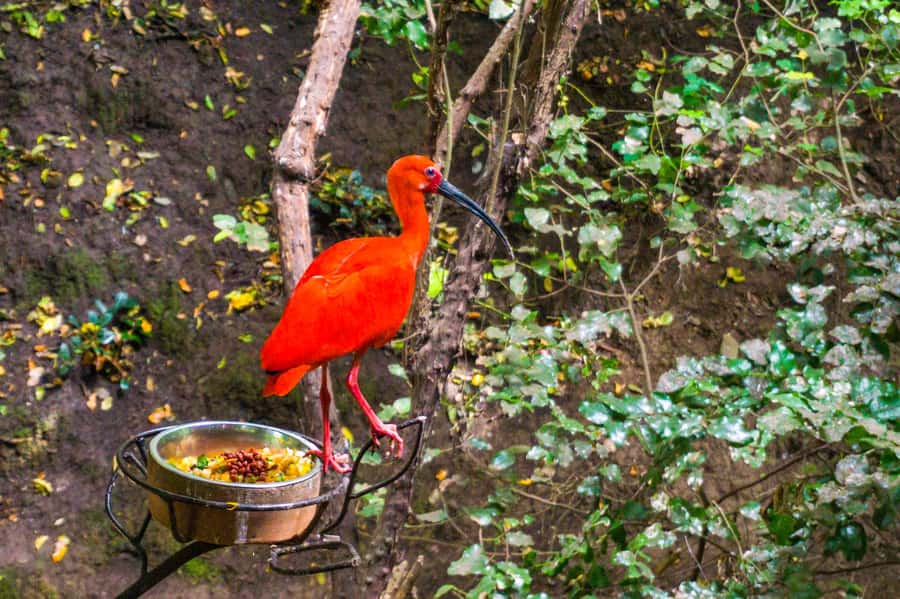Aviary & Tricao Park Tour with Undurraga Wine Tasting - The Sibaris Undurraga tour and the four reserve wine tasting