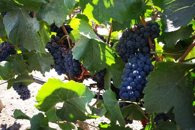Bahá’í Temple, Winery & Tasting, Lapis Lazuli + Private Transport - How the private transport works, and why it matters in Santiago