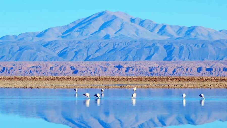 Caracoles: Red Stones of Atacama and Chaxa Guided Day Trip - Red Stones Trek to Aguas Calientes, Volcanic Ground Under Your Boots