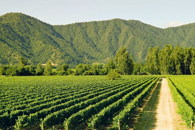 Carob, Vineyard Houses of the Forest and Museum Neruda Isla Negra - What you get for $111, and why the mix is good value