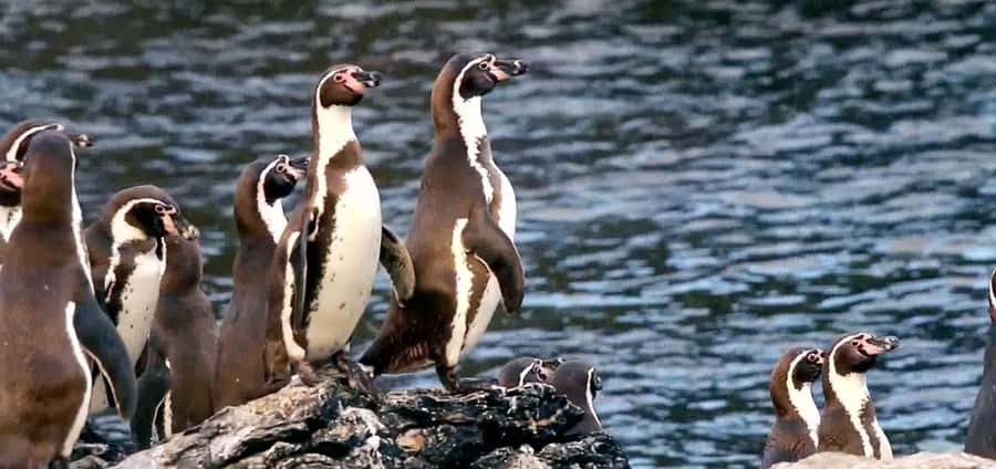 Chañaral de Aceituno boat ticket - A 90-minute Chañaral cruise with whales and penguins on the same outing