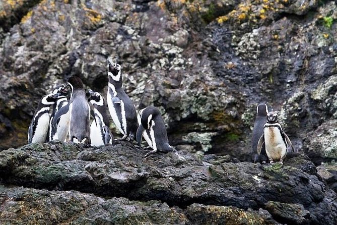 Chiloe Island - Puñihuil Tour - Key points to know before you go