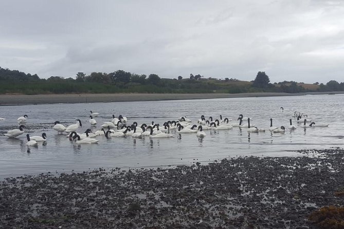 Chiloe Island - Puñihuil Tour - Puñihuil Islands: the penguins, the protected setting, and the boat ticket reality
