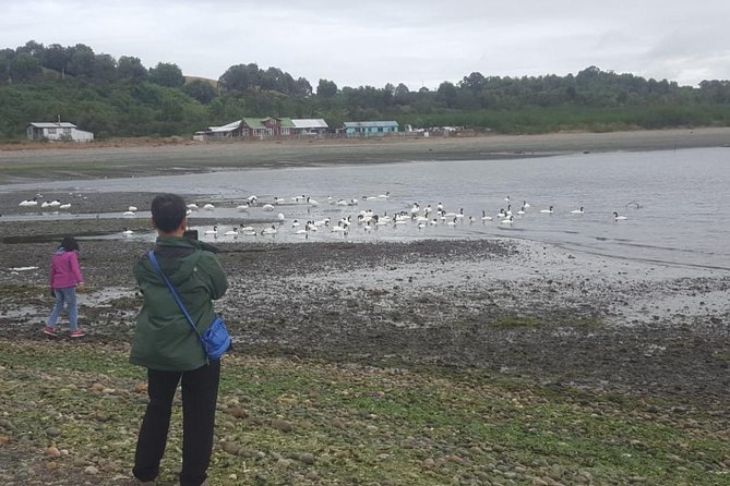Chiloe Island - Puñihuil Tour - Climate-controlled transport and small groups: what you’ll feel during the day