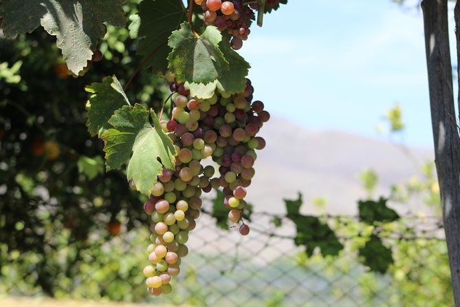 Classic Elqui Valley (Between vineyards and fruit trees) - Puclaro Reservoir and its craft fair: the “water story” stop