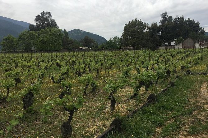 Colchagua Valley - What about lunch: plan for food even if the tour mentions winery time
