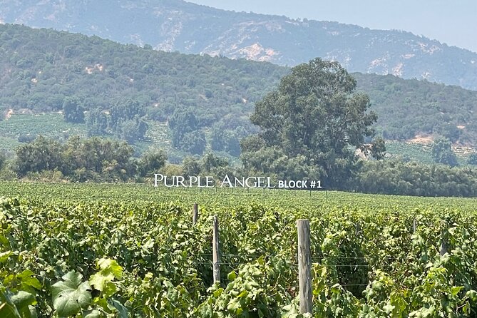 Colchagua Valley Private Tour: Montes + Clos Apalta - Should you book the Montes plus Clos Apalta private day?
