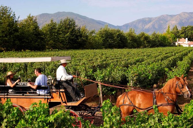 Colchagua Valley Viñas Viu Manet and Montes Alfha - A Fast, Full-Day Route From Santiago