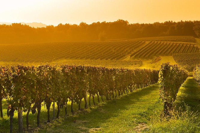 Colchagua Valley Viñas Viu Manet and Montes Alfha - Montes Alpha: From Grape Vines to Old Machines to the Barrel Room With Chants