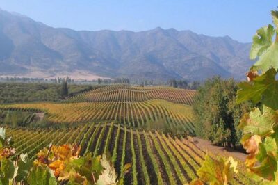 Colchagua Valley Viñas Viu Manet and Montes Alfha