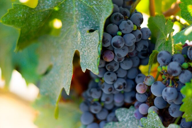 Concha y Toro Vineyard - Key things to know before you go