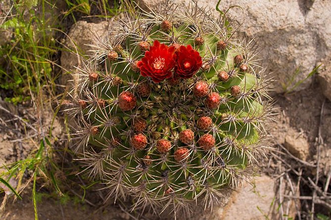 Darwin's Route: Traversing the Chilean Palm Forest - Key highlights you’ll feel on the walk