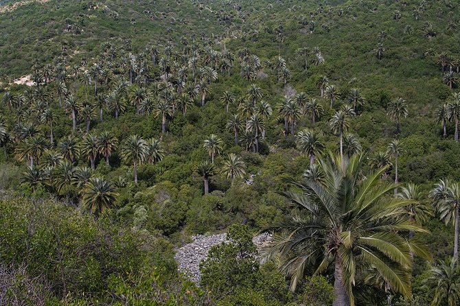 Darwin's Route: Traversing the Chilean Palm Forest - Stop 2 and lunch at Ocoa Hill pass: a view break that’s actually useful