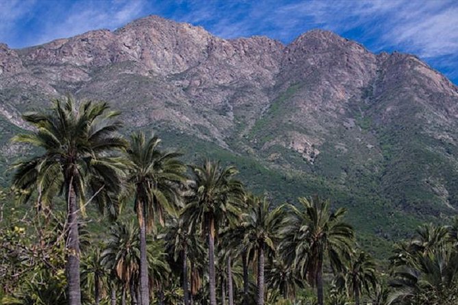 Darwin's Route: Traversing the Chilean Palm Forest - Descent toward Olmué and the shaded forest experience