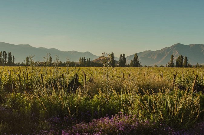 Don Melchor Premium Wine tour - The Historic Winery and the Summer House Side of Concha y Toro