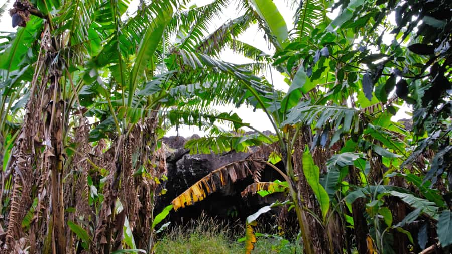 Easter Island: Full Day Ancestral Caves and Orongo Village - A day that connects viewpoints, symbols, and cave walls