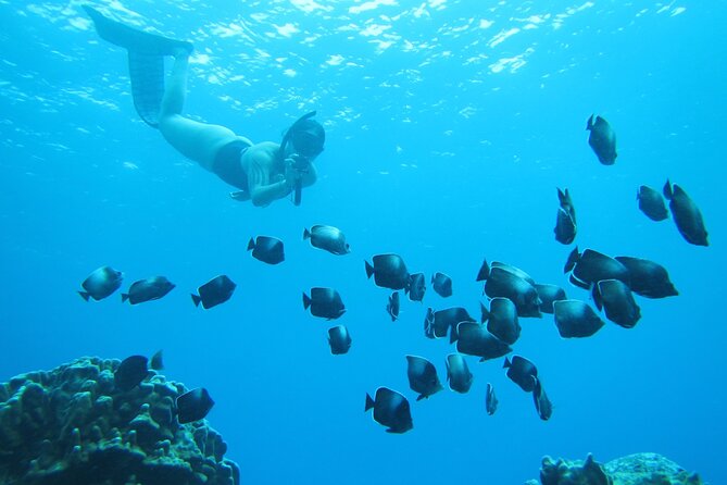 Easter Island Snorkeling on Coral Reefs - Key highlights worth knowing before you go