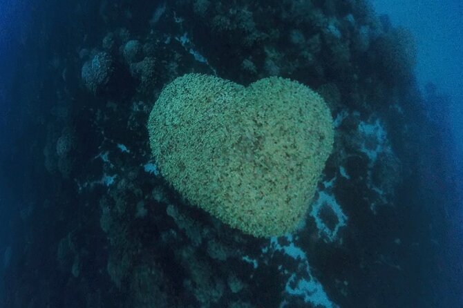Easter Island Snorkeling on Coral Reefs - The coral reef of Rapanui, what you are actually there to see