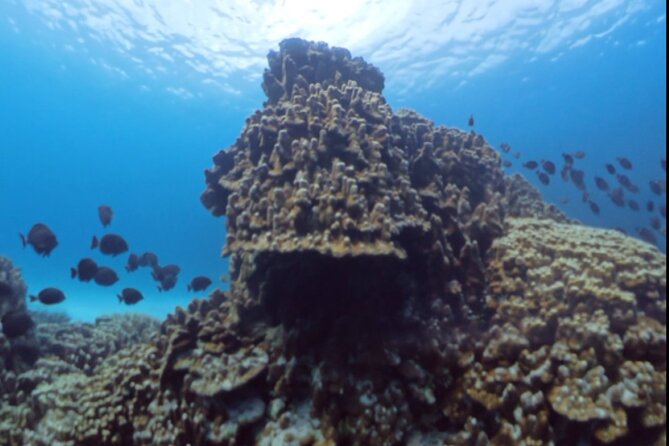 Easter Island Snorkeling on Coral Reefs - Pickup in Hanga Roa, what to do so you do not miss the start