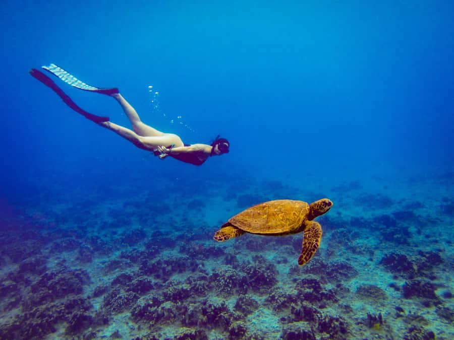 Easter island: Snorqueling tour on coral reefs - Snorkeling coral reefs off Rapa Nui, and why conditions matter