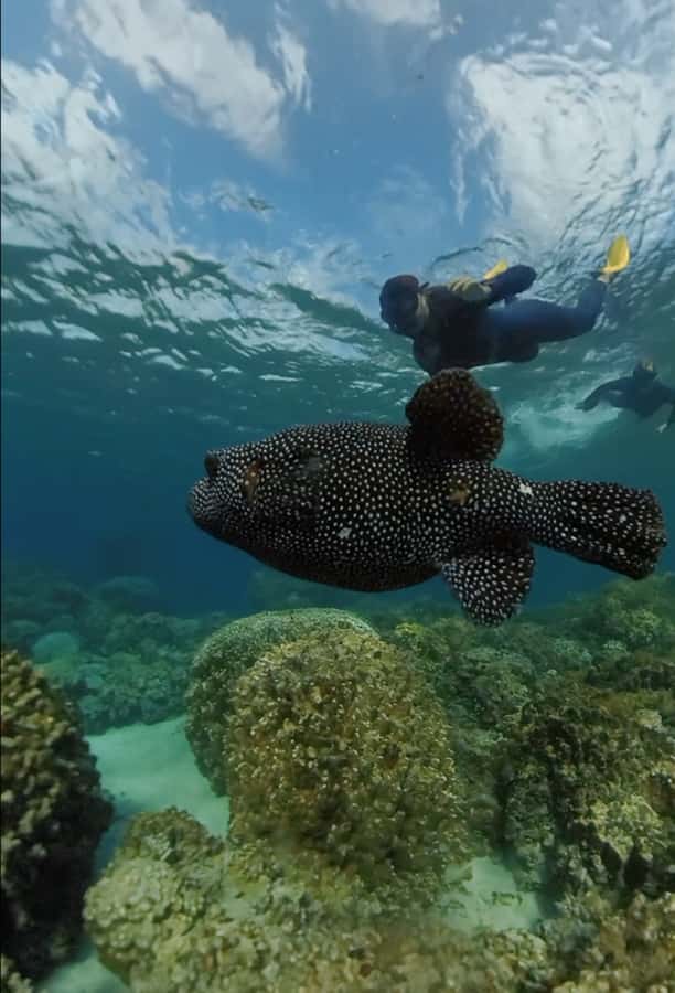 Easter island: Snorqueling tour on coral reefs - What you actually see underwater, coral, fish, and endemic species