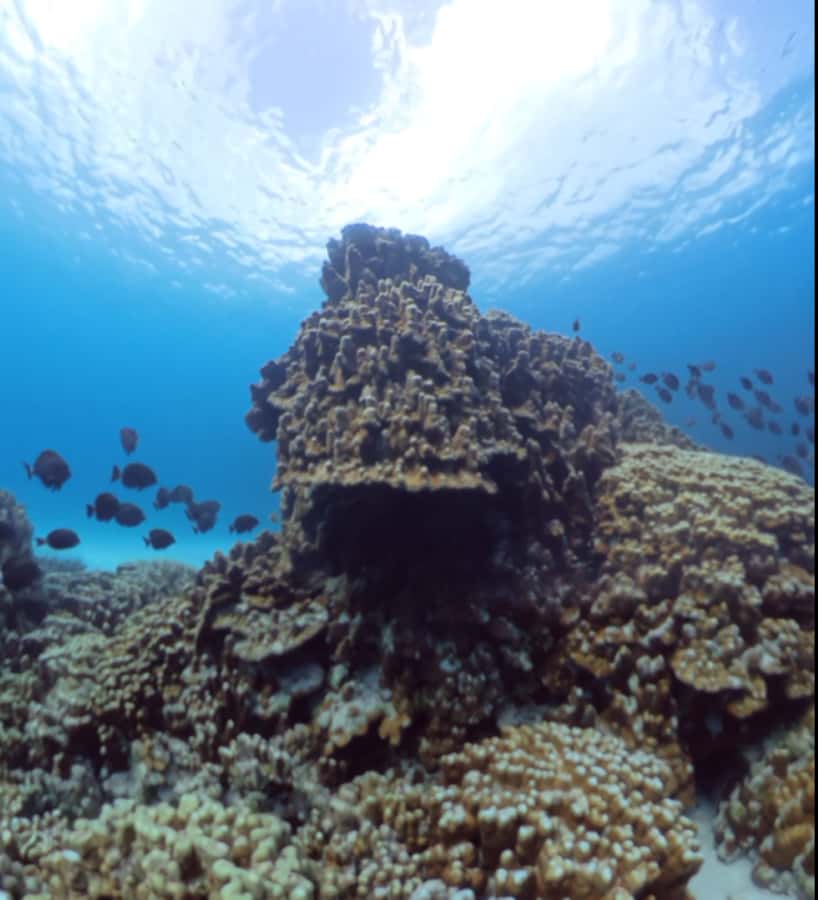 Easter island: Snorqueling tour on coral reefs - Price and value: what $110 for 3 hours buys you