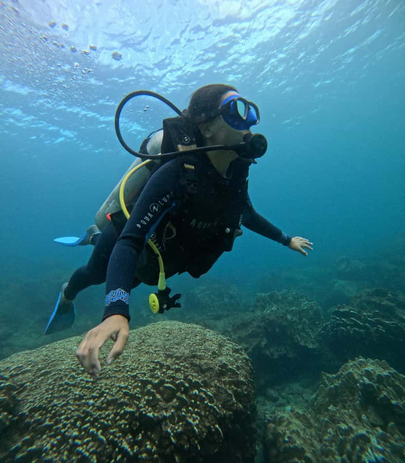 Easter Island: Tropical Diving - What you see under the surface: fish, turtles, and coral detail