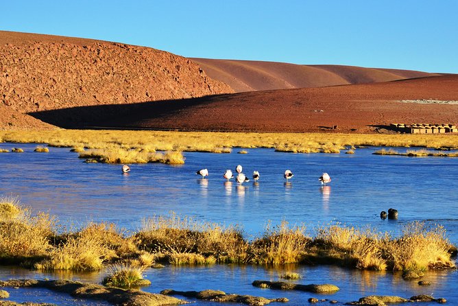 El Tatio Geysers Tour from San Pedro de Atacama - Machuca: the tiny village stop that adds soul to the day