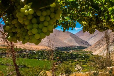 Elqui Valley Tour: History and Flavors (NOT FOR CRUISES)