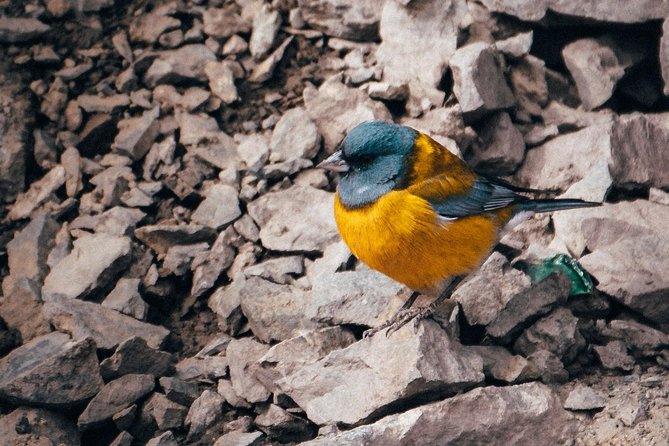 Embalse el Yeso + barbecue in Cordilheira (Premium Experience) - Who This Tour Fits Best, and Who Might Skip It