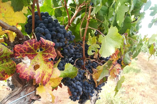 Exclusive wineries in Casablanca Valley & Tanino Restaurant - The early start: getting from Santiago to Casablanca Valley