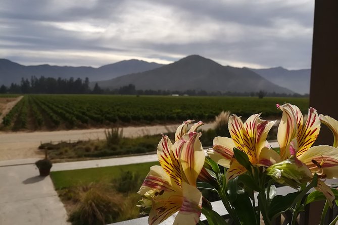 Exclusive wineries in Casablanca Valley & Tanino Restaurant - Who should book this Casablanca Valley wine day