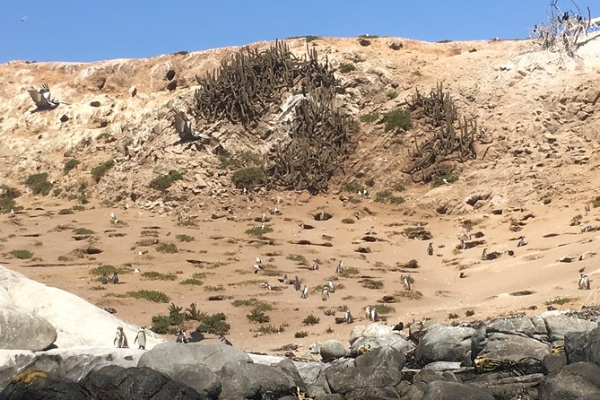Fr STGO: WILD PENGUINS, SEALION, SANDBOARD, PARAGLIDING & PICNIC - Valparaíso to Sea Lions: Quick Stops That Set the Tone